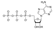 Chemical structure of adenosine triphosphate