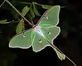 Actias luna（英语：）（天蠶蛾科）