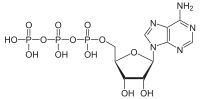 三磷酸腺苷，ATP，作为细胞内能量传递的“分子通货”，储存和传递化学能。