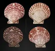 女王海扇蛤 Aequipecten opercularis
