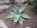 Agave guiengola 翠玉龍