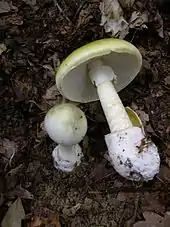 Two light yellow-green mushrooms with stems and caps, one smaller and still in the ground, the larger one pulled out and laid beside the other to show its bulbous stem with a ring