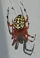 Araneus marmoreus