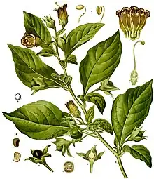 致命的茄屬植物顛茄（Atropa belladonna）產生托烷類生物鹼，包括阿托品，東莨菪鹼和莨菪鹼。