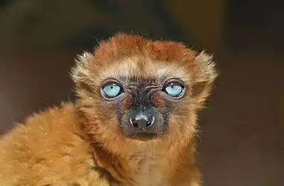 Blue-eyed_black_lemur.jpg