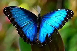 眼蝶亞科的黑框藍閃蝶Morpho peleides