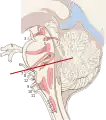 Nuclei of the pons and brainstem