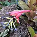 水塔花属（Billbergia）的花朵