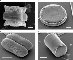 各種硅藻的表面。扫描电子显微镜拍攝。（A：左上）Biddulphia reticulata（B：左下）Diploneis sp.（C：右上）Eupodiscus radiatus（D：右下）Melosira varians