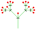 複合聚繖花序