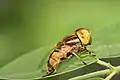 Eristalinus megacephalus（寶玉蚜蠅屬）