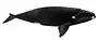 North Atlantic right whale illustration with an overall black coloration with a white patch above the eyes, callosities on the opening of the mouth, and a large body