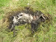 2010年6月14日（第12天）