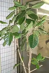 高山榕Ficus altissima