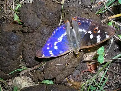 在吸食糞便汁液的柳紫閃蛺蝶Apatura ilia