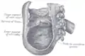 Interior of the cecum and lower end of ascending colon, showing colic valve.