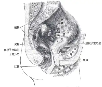 女性骨盆中位矢状面