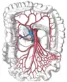 The superior mesenteric artery and its branches.