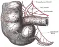 Arteries of cecum and vermiform process.