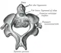 Second cervical vertebra, or epistropheus, from above.