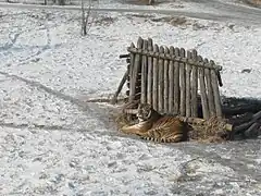 哈爾濱東北虎林園中的東北虎