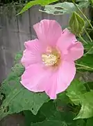 木芙蓉 Hibiscus mutabilis