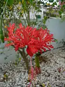 吊灯扶桑 Hibiscus schizopetalus