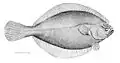 American plaice, Hippoglossoides platessoides