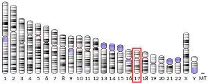 17號染色體