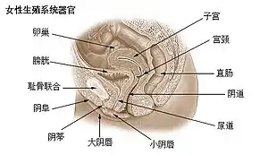 女性生殖系统器官