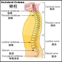 The lumbar region in regards to the rest of the spine