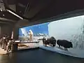 北極動物標本展示