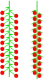 柔荑花序