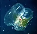 兜水母目Lobate ctenophore