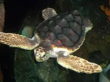 Photo of the carapace of a loggerhead sea turtle.