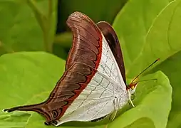 絲蛺蝶亞科的召龍鳳蛺蝶Marpesia zerynthia