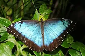 蛺蝶科的黑框藍閃蝶Morpho helenor peleides