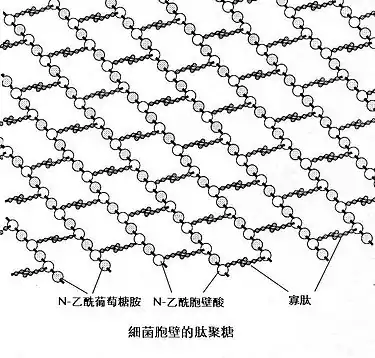 圖3：細菌肽聚糖的示意圖