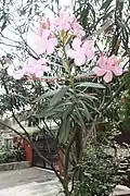 花與枝葉