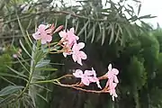 枝葉與花