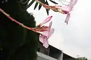 花與苞