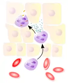 A cartoon depicting a blood vessel and its surrounding tissue cells. There are three similar white blood cells, one in the blood and two among the tissue cells. The ones in the tissue are producing granules that can destroy bacteria.