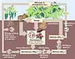 Diagram of the nitrogen cycle