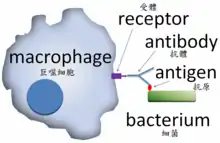 A cartoon: The macrophage is depicted as a distorted solid circle. On the surface of the circle is a small y-shaped figure that is connected to a solid rectangle that depicts a bacterium.