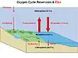 Diagram of the oxygen cycle