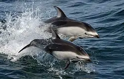 Pacific White-sided Dolphin