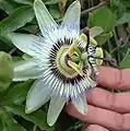 Passiflora caerulea