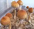 迷幻蘑菇(古巴裸蓋菇 Psilocybe cubensis)含有裸蓋菇鹼和脫磷酸裸蓋菇素