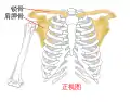 Pectoral girdle - front