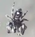 Phidippus workmani